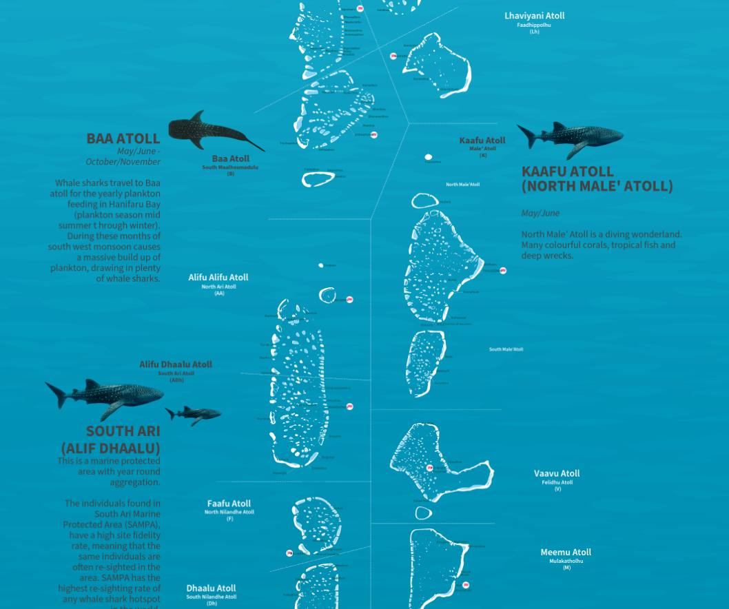 Whale Shark Sites
